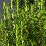 Óleo Essencial de Alecrim