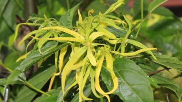 Óleo Essencial de Ylang Ylang