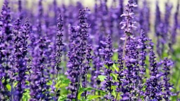 Óleo Essencial de Lavanda