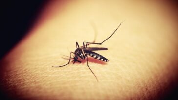 Óleos Essenciais para Picada de Mosquitos