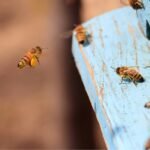 Óleos Essenciais para Picadas de Abelhas