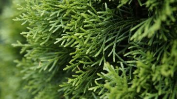 óleo essencial de arborvitae