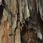 óleo essencial de cedro