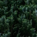 óleo essencial de cipreste