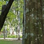 Óleo Essencial de Copaíba