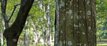 Óleo Essencial de Copaíba