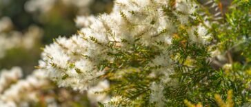 Óleo Essencial de Melaleuca