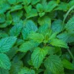 Óleo Essencial de Melissa