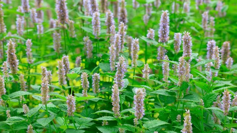 Óleo Essencial de Patchouli