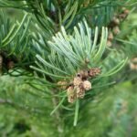 Óleo Essencial de Pinheiro Siberiano