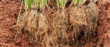 Óleo Essencial de Vetiver