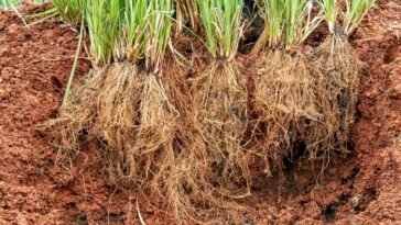 Óleo Essencial de Vetiver