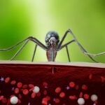 Óleos Essenciais para Dengue