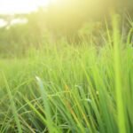 Óleo Essencial de Citronela