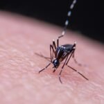 Óleos Essenciais para Malária