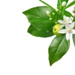 Óleo Essencial de Neroli