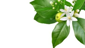 Óleo Essencial de Neroli