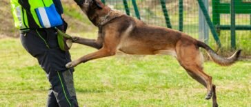 Óleos Essenciais para Mordida de Animal
