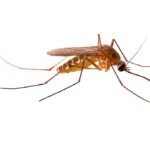 Óleos Essenciais para Leishmaniose