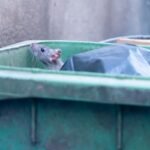 Óleos Essenciais para Leptospirose