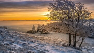 Óleos Essenciais para Queimadura por Frio