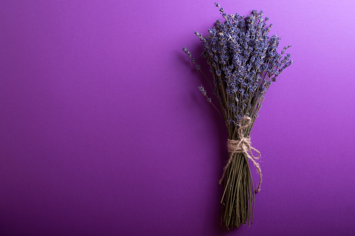 lavanda