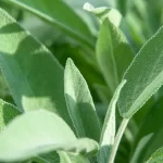 óleo essencial de sálvia esclareia