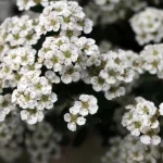 óleo essencial de milefólio